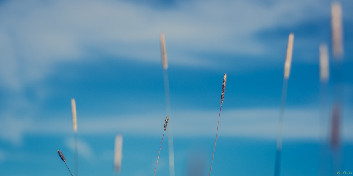 Straws of grass with blue sky as background.