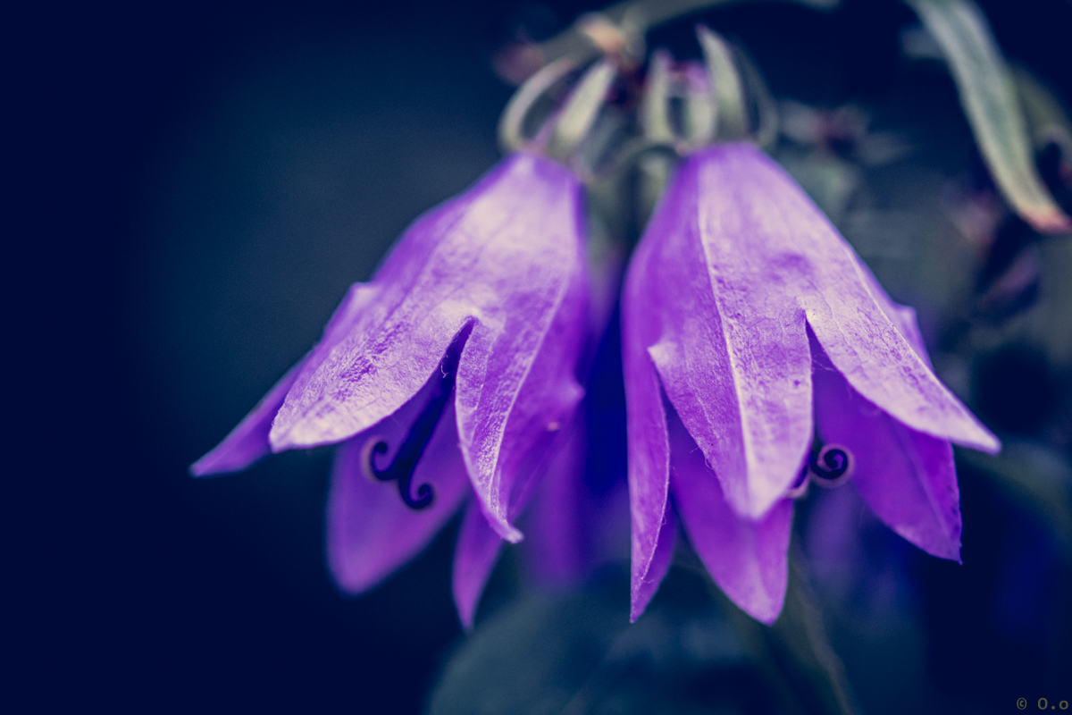 Two purple flowers.