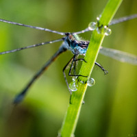 /thumbs/200×200/photos/dragonflies-2020-9.jpg